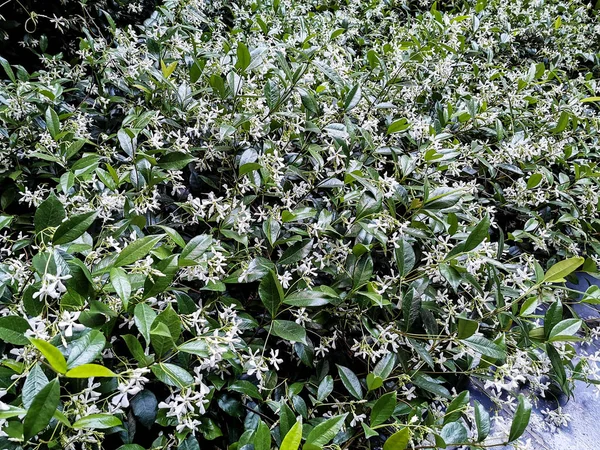 bir çit kokulu yasemin çiçekleri