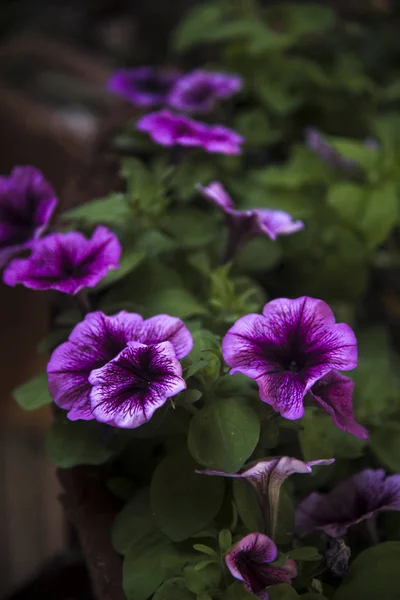 庭のプランターにピンクの紫色のペチュニア — ストック写真