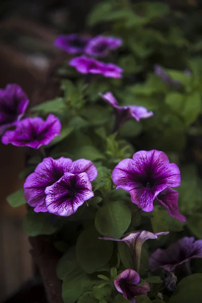 Różowy Purpurowy Petunia Sadzarka Ogrodzie — Zdjęcie stockowe