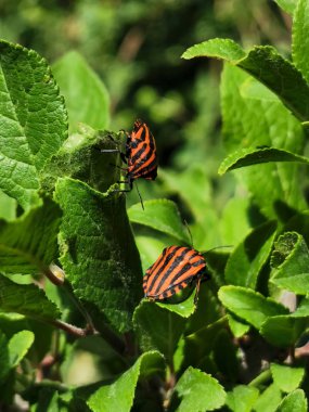 yeşillik üzerinde kırmızı kalkan hata
