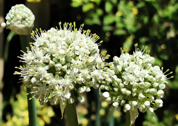 Nasiona Cebuli Kwiaty Sferyczne — Zdjęcie stockowe