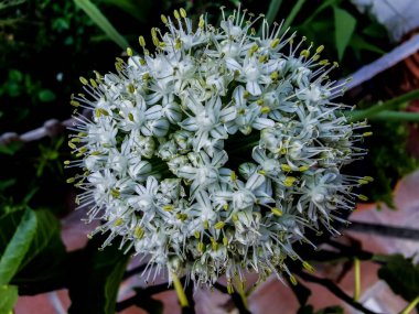 Çiçekli küresel küre ve soğan tohumları