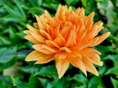 bahar bahçesinde şube güzel dahlia