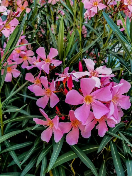 Oleander Rosa Mjuka Blommor Garden — Stockfoto