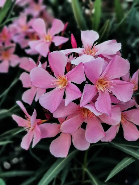 Oleandro Rosa Flores Suaves Jardín —  Fotos de Stock