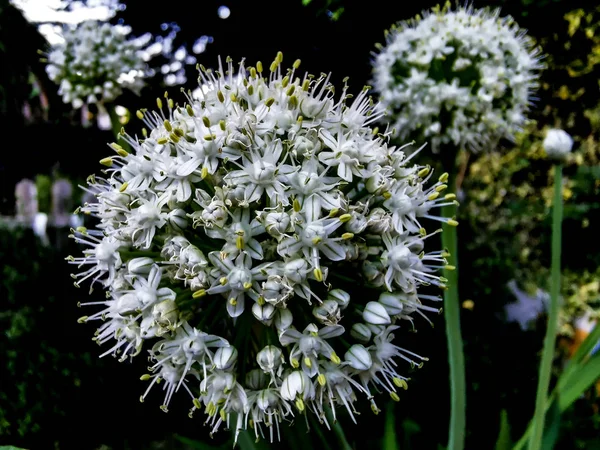 Spherical Globe Flowers Seeds Onion — Stock Photo, Image