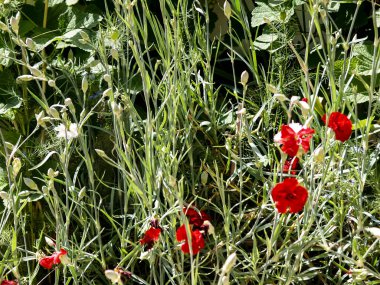 bahçede taze karanfil