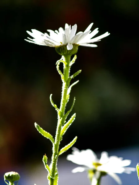 Margarida Fundo Cor Abstrata Jardim — Fotografia de Stock