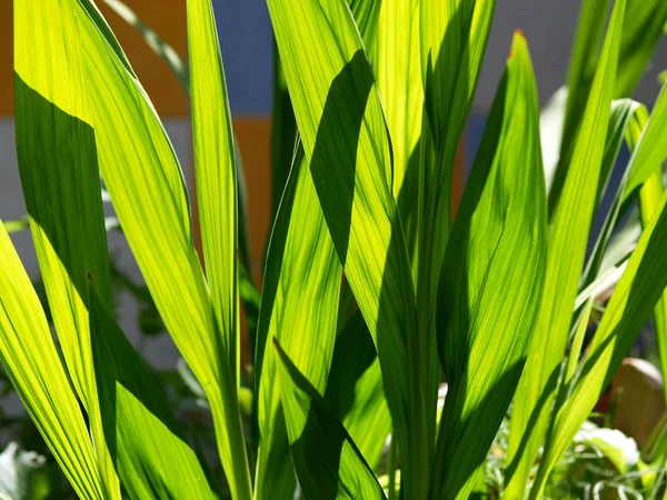 Hojas Verdes Fondo Del Jardín Primer Plano — Foto de Stock