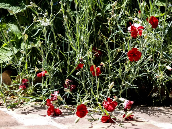Fresh Carnations Garden — Stock Photo, Image