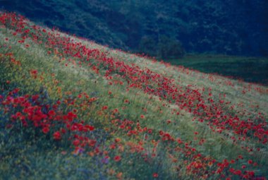 bahar tarlaları, Güney İspanya, 1992 yıl