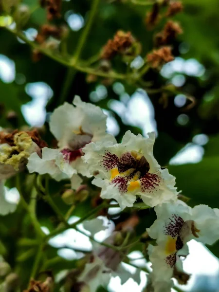 Catalpa Flower Branch Tree — Stock Photo, Image