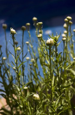  papatya çiçekleri ve mavi arka plan ile bahçe
