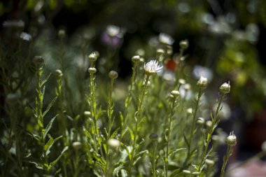 papatya çiçekleri ile bahçede köşe