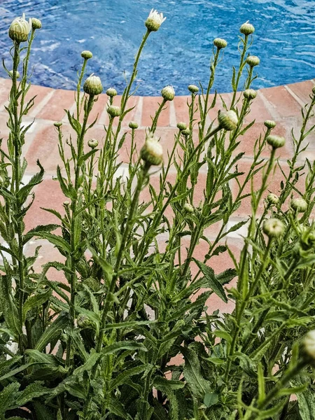 Gänseblümchen Garten Schwimmbad — Stockfoto