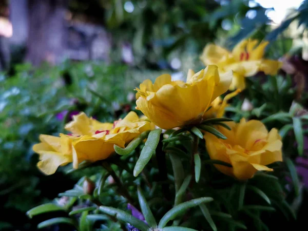 Portulaca Flores Jardín Por Mañana — Foto de Stock