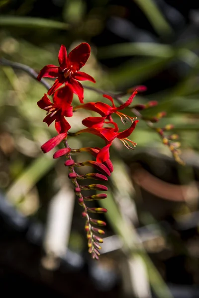 Bahçede Kırmızı Timsah Başağı Çiçekleri — Stok fotoğraf