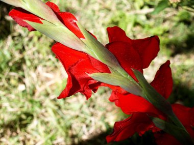 kırmızı gladiolus çiçek açma
