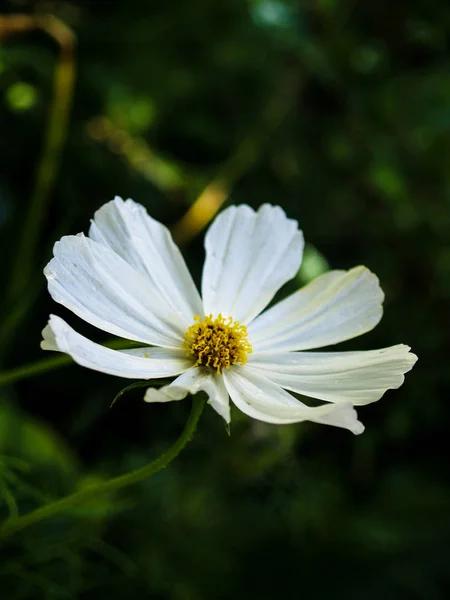 white cosmos flower in the shadow of garden