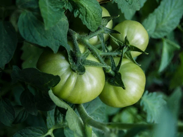 Pomodori Maturi Sul Ramo — Foto Stock