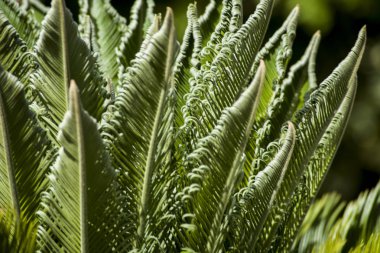 kıvırcık cyca arka ışık bırakır