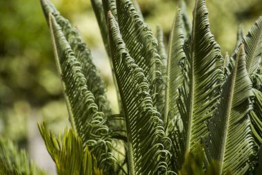 kıvırcık cyca arka ışık bırakır