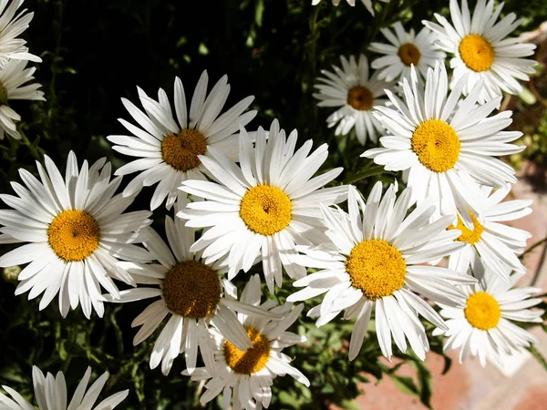 Weiße Gänseblümchen Sommer — Stockfoto