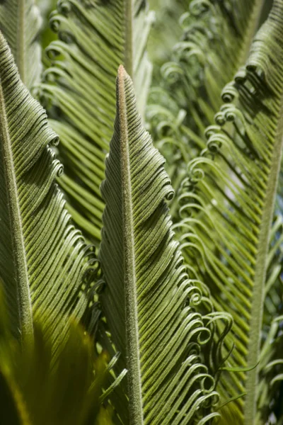 Hojas Cica Rizado Contraluz — Foto de Stock