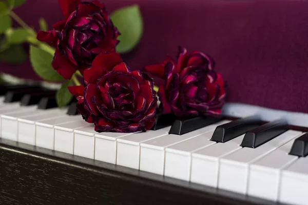 wilted roses on piano keyboard