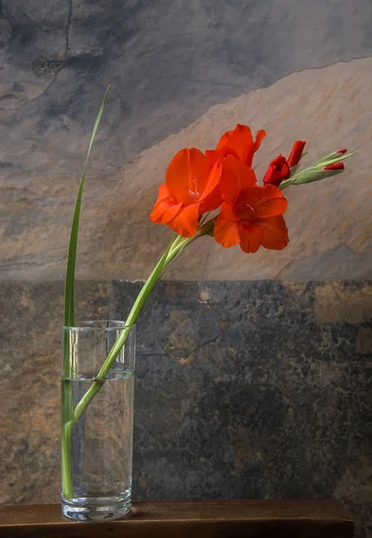 Gladíolo Isolado Elegante Vaso Simples — Fotografia de Stock