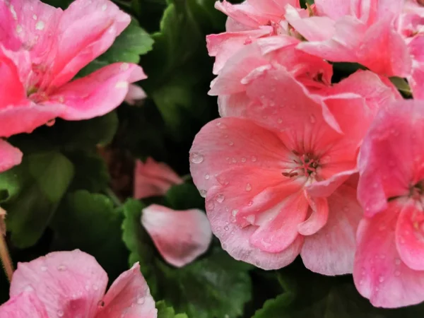 Geraniums Full Bloom Garden — Stock Photo, Image