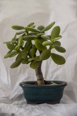 buruşturulmuş kağıt beyaz bir arka plan üzerinde yeşim bonsai ağacı