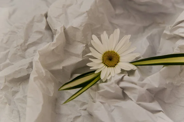 white daisies on a white background of crumpled tissue paper