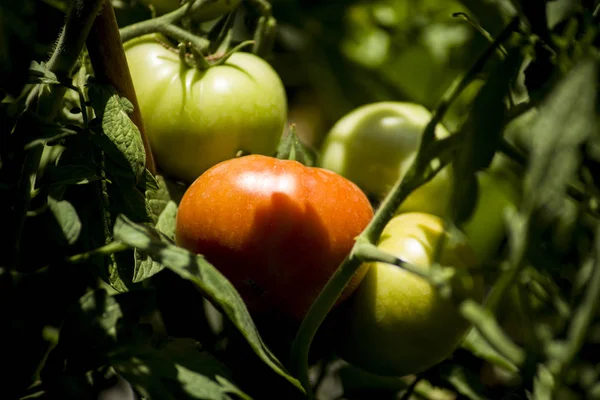 Pomodori Maturazione Nel Verde Del Cespuglio — Foto Stock