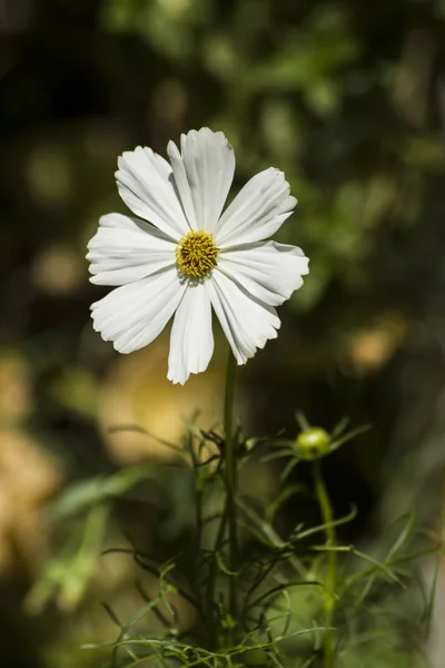 Fleur Blanche Isolée Cosmos Dans Jardin — Photo