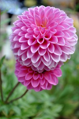 Bahçede güzel dahlia tam güneş