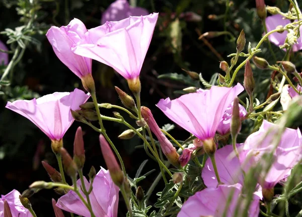 Gatti Selvatici Rosa Contro Luce — Foto Stock