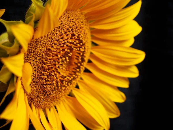 Zonnebloem Voorgrond Zwarte Achtergrond — Stockfoto