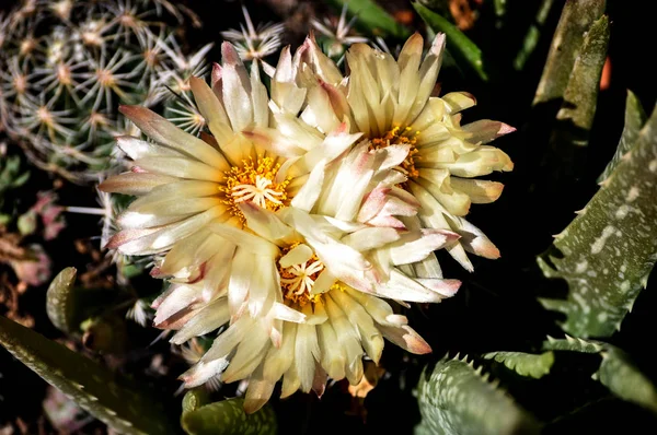 Tre Fiori Cactus Una Pentola — Foto Stock