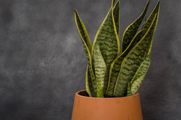 zarif pot sanseviera planı