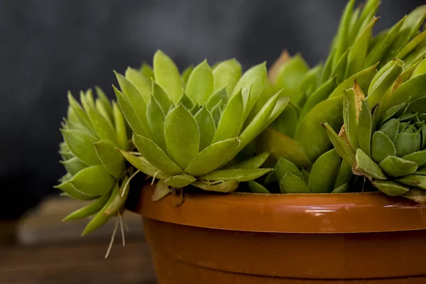 Elegante Succulente Installatie Grijze Achtergrond — Stockfoto