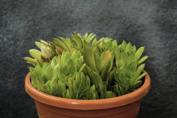 Planta Suculenta Elegante Sobre Fondo Gris — Foto de Stock