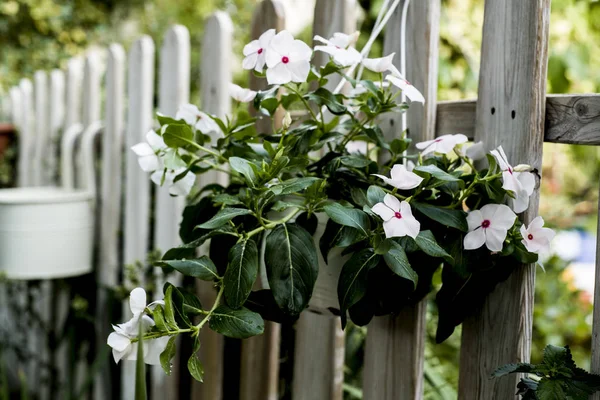 flowers on pot hanging of the fence