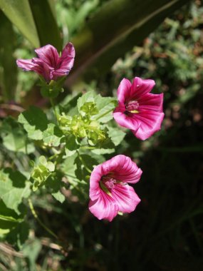 tam güneşte vahşi Mallow çiçekler
