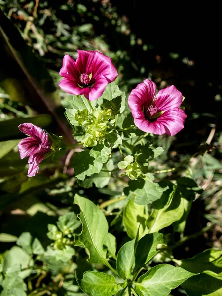 Wild Mallow Flowers Full Sun — Stock Photo, Image