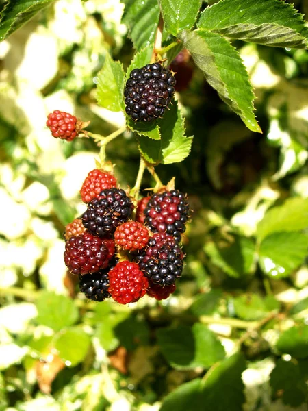 Trauben Brombeeren Hängen Ast — Stockfoto