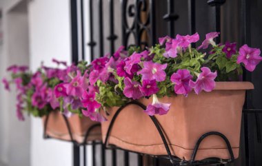 pencerede pembe Petunya ile perspektif