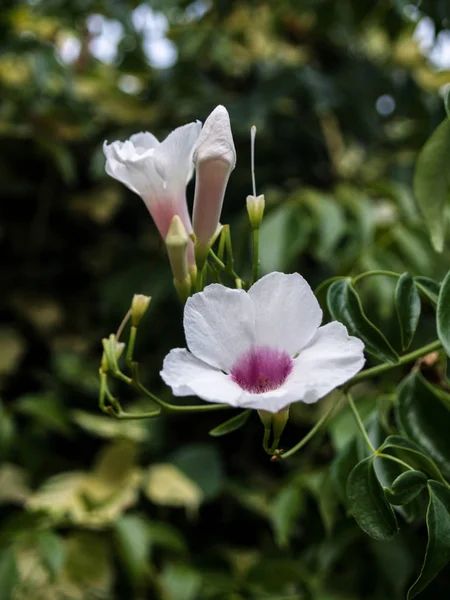 Wite Bignonia Hanging Branch — Stock Photo, Image