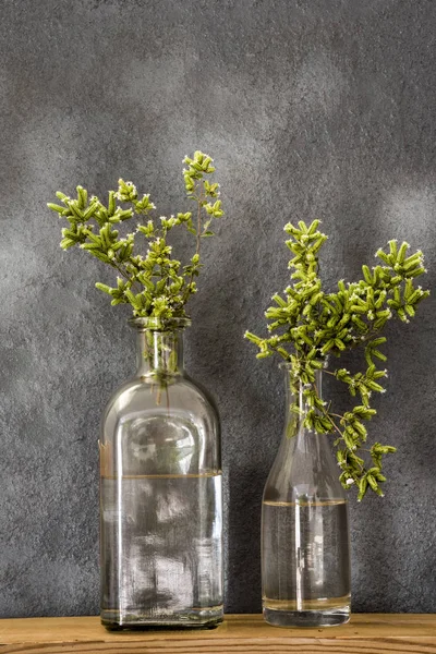 Floreciendo Orégano Verde Frascos Vidrio — Foto de Stock