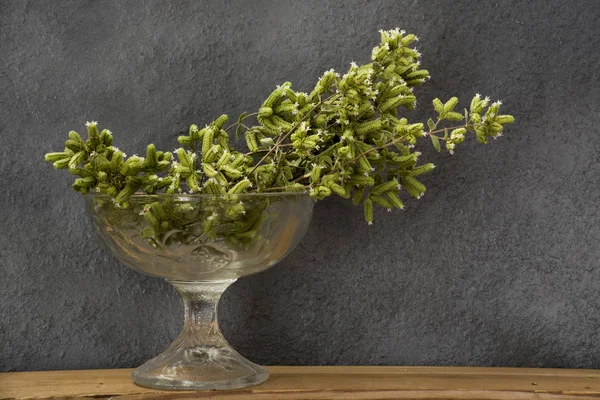 Floreciendo Orégano Verde Frascos Vidrio — Foto de Stock